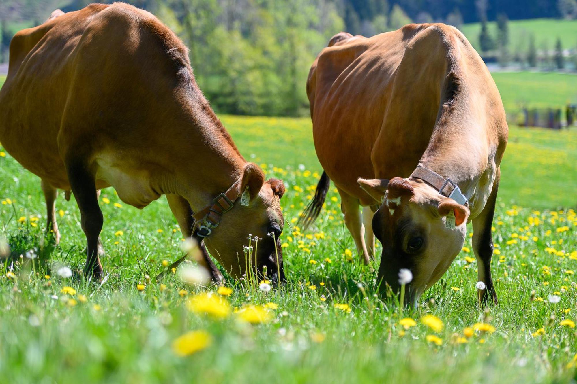 Ferienhof Dürlinde Hittisau Exterior foto